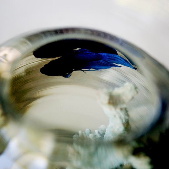 Meet your Posher, Barbara - Picture 1 of 1